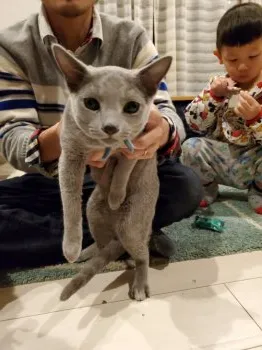 Y.U 様のお迎えした子猫