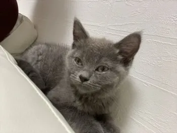 R 様のお迎えした子猫