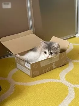 T.N 様のお迎えした子猫