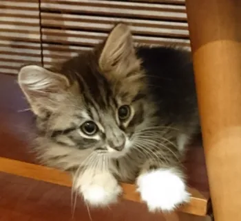 アルエ 様のお迎えした子猫