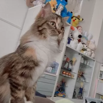 まり 様のお迎えした子猫