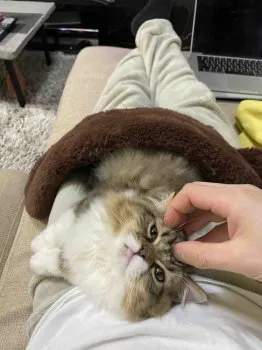 りょうちぇる 様のお迎えした子猫