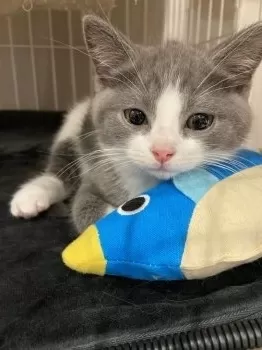 Endy 様のお迎えした子猫