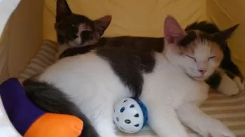 T.S 様のお迎えした子猫