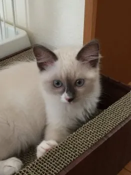 みなママ 様のお迎えした子猫