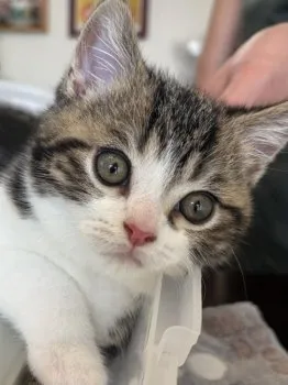 E.M 様のお迎えした子猫