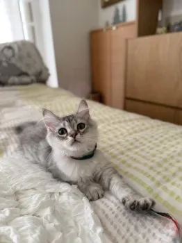M.M 様のお迎えした子猫