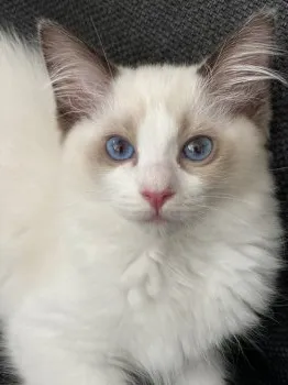メル 様のお迎えした子猫