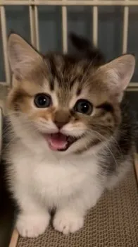 hiro 様のお迎えした子猫