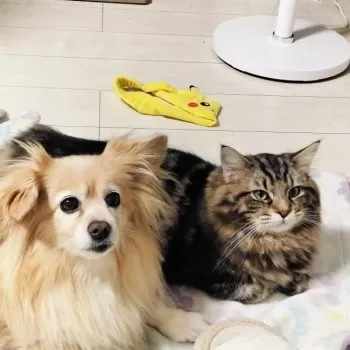 C.Y 様のお迎えした子猫