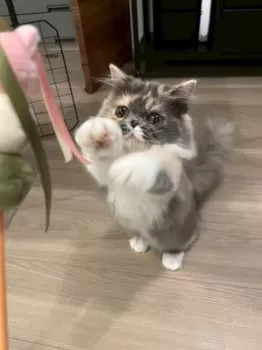 Y.T 様のお迎えした子猫
