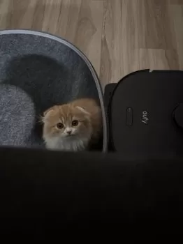 H.M 様のお迎えした子猫