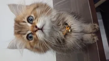 ディオ 様のお迎えした子猫