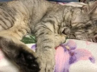 CHI 様のお迎えした子猫