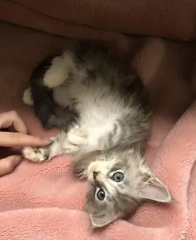 K.K 様のお迎えした子猫