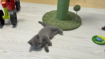 M.O 様のお迎えした子猫