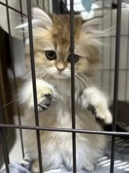 オトペー 様のお迎えした子猫