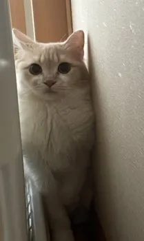 R.I 様のお迎えした子猫
