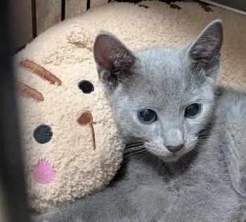 N.T 様のお迎えした子猫