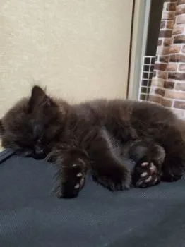 ゆき 様のお迎えした子猫