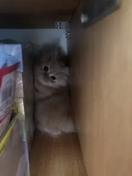 ゆっぴぴ 様のお迎えした子猫