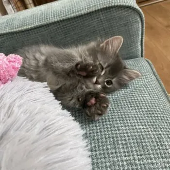 S 様のお迎えした子猫