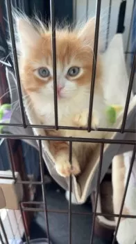 H.Ｉ 様のお迎えした子猫