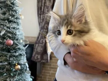 S.S 様のお迎えした子猫