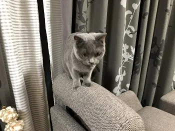 yokouji 様のお迎えした子猫