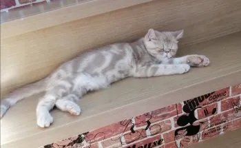 まーこ 様のお迎えした子猫