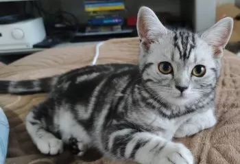 Ｊ 様のお迎えした子猫