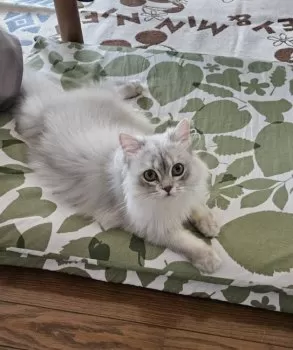 ライチくん 様のお迎えした子猫