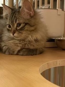 きてぃ 様のお迎えした子猫