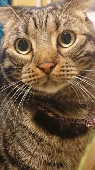 つくねママ 様のお迎えした子猫