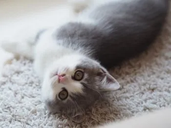 おつね 様のお迎えした子猫