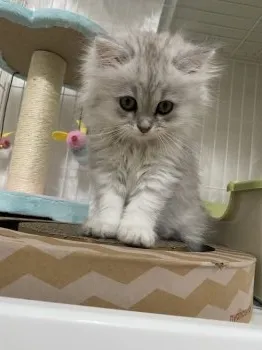すず 様のお迎えした子猫