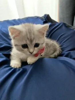 ＡＹ 様のお迎えした子猫