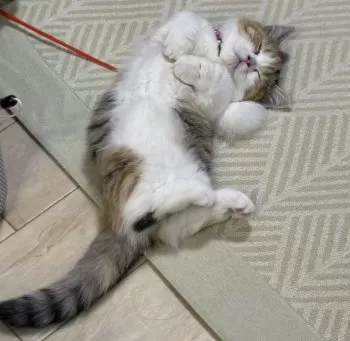 N.M 様のお迎えした子猫