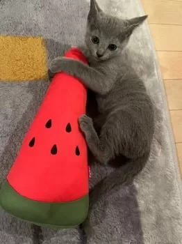 タマオ 様のお迎えした子猫