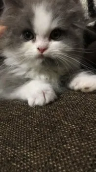 みえっち 様のお迎えした子猫