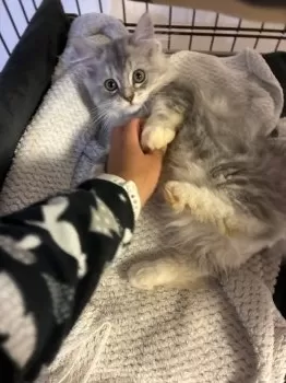 S.M 様のお迎えした子猫