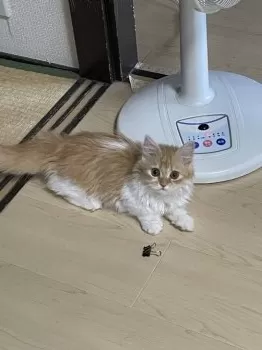 M.U 様のお迎えした子猫