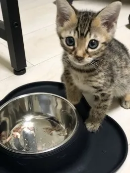kanaharu 様のお迎えした子猫