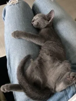 laosyui 様のお迎えした子猫