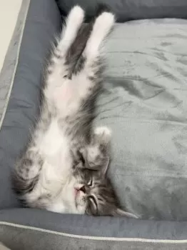 M 様のお迎えした子猫