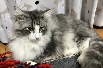 じまま 様のお迎えした子猫