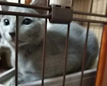 たらこ 様のお迎えした子猫