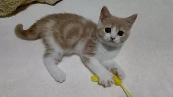 Y.H 様のお迎えした子猫