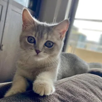 あこ 様のお迎えした子猫