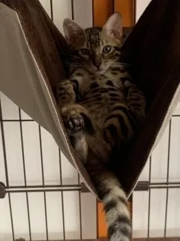 虎太郎 様のお迎えした子猫